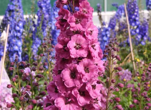 Делфиниум кичест розов с тъмно око - Delphinium double rose