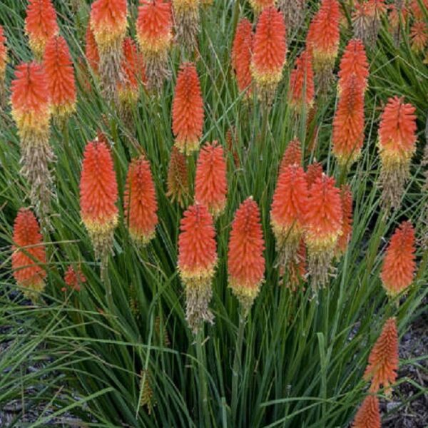 Книфофия Горещата факла многогодишна издържа на суша - Kniphofia uvaria Grandiflora