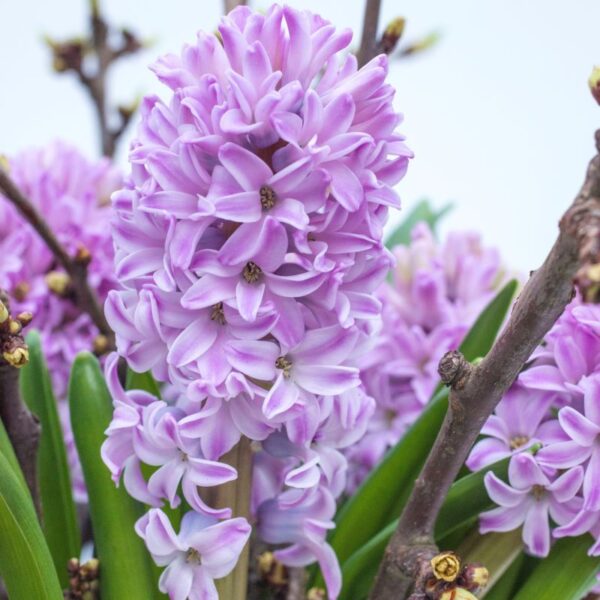 Зюмбюл единствен с цвят лавандулов прекрасната Корнелия - Hyacinthus Splendid Cornelia