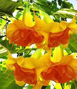 Датура Бругманзия кичеста оранжева дървовидна - Datura Arborea Brugmansia orange