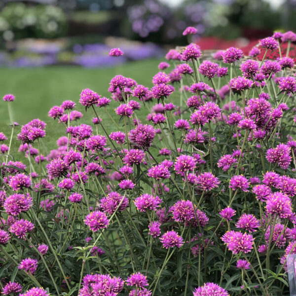 Гомфрена лесно за отглеждане сухо цвете цъфти цяло лято -Gomphrena globosa LAS VEGAS purple