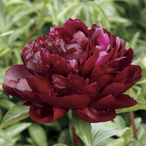 Божур тъмно червен с едър цвят Бъки Бел - Paeonia Buckeye Belle