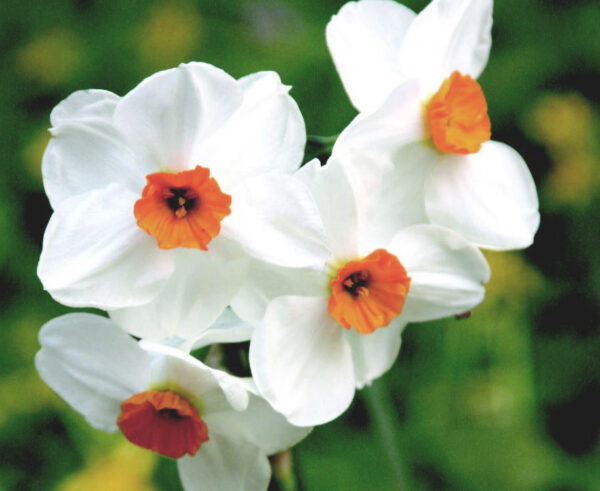 Нарцис не изчезващ ароматен четворен саморазмножаващ се - Narcissus Geranium