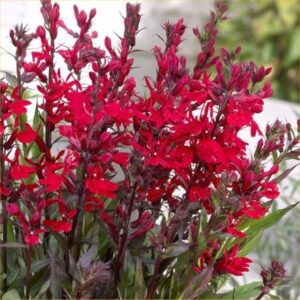 Лобелия многогодишен храст фантастично красив за градини и тераси - Lobelia speciosa burgundy