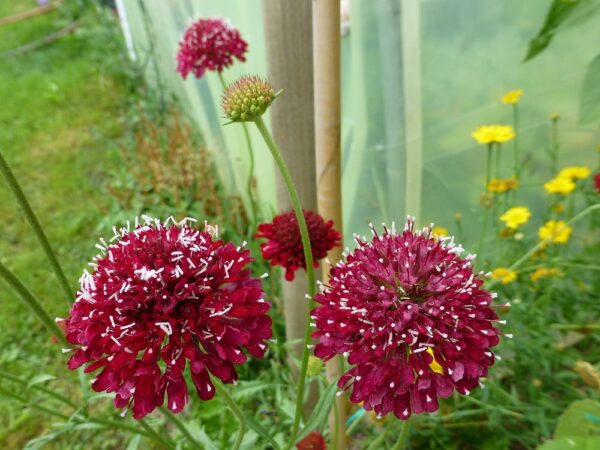 Скабиоза медоносна многогодишна червеният крал - Scabiosa fire king