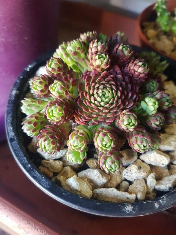 Зимоустойчив семпервивум непретенциозен за начинаещи градинари - Sempervivum tectorum