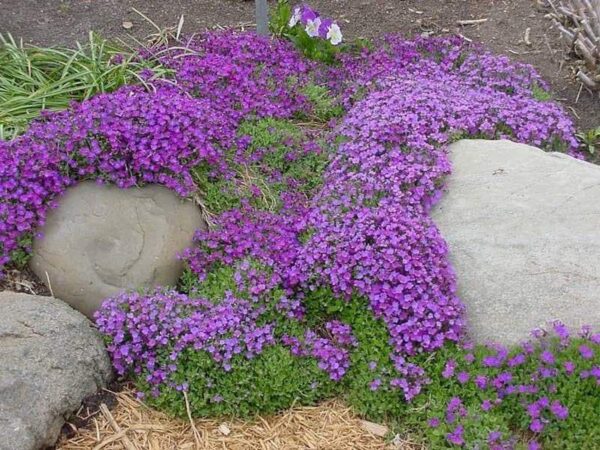 Аубриета каскадна лилава зимоустойчива - aubrieta purple cascade