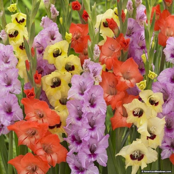 Гладиол едроцветен смес - Gladiolus mix