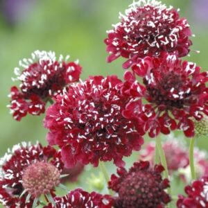 Скабиоза медоносна многогодишна червеният крал - Scabiosa fire king