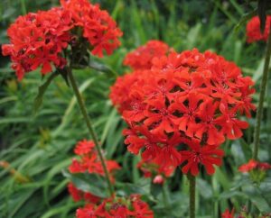 Лихнис не мръзне за слънчеви градини - Lychnis chalcedonica