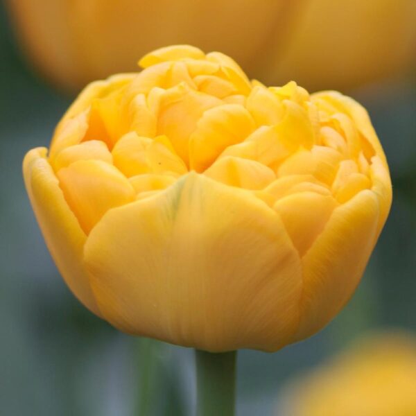 Лале Жълт кичесто помпон ароматно не изчезва - Tulip yellow pompenette