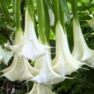 Бругманзия ангелски трумпет бяла ароматна и едроцветна - Brugmansia white (Angel's trumpet)