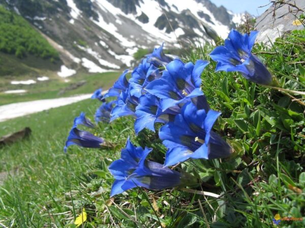 Джентиана многогодишна тинтява за алпинеуми в ярко синьо - Gentiana acaulis Kochiana