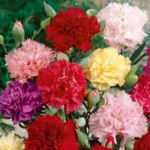 Карамфил ароматен къдрав зимоустойчив Шабо - Dianthus Chabaud double mix