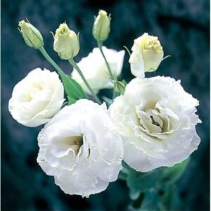 Лизиантус кичест бял сапфир - Lisianthus white double