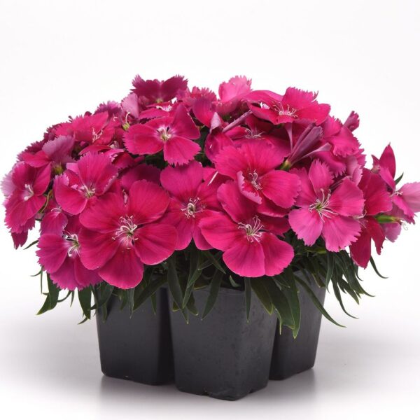 Карамфил Магическа корона изключително едроцветен с височина 25 см - Dianthus corona mix