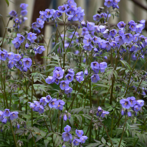 Полемониум едно от малкото сини цветя многогодишен - Polemonium boreale 'Heavenly Habit'