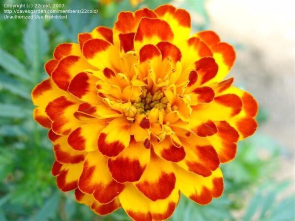 Тагетес кичест и нисък Бонанза лидер сред тагетесите - Tagetes Bonanza Bolero