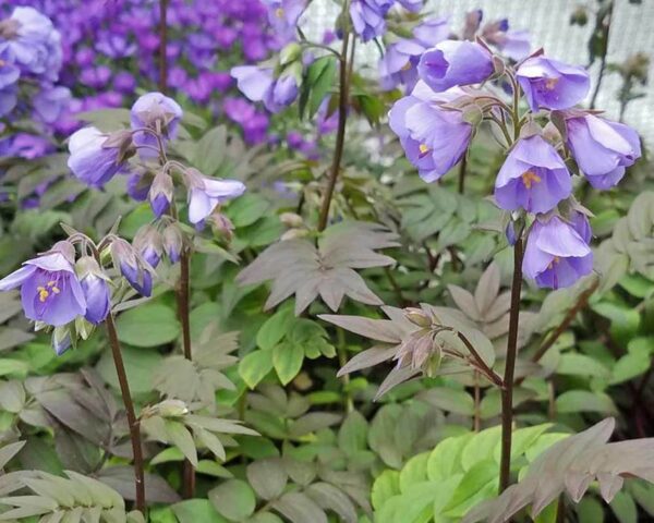 Полемониум едно от малкото сини цветя многогодишен - Polemonium boreale 'Heavenly Habit'