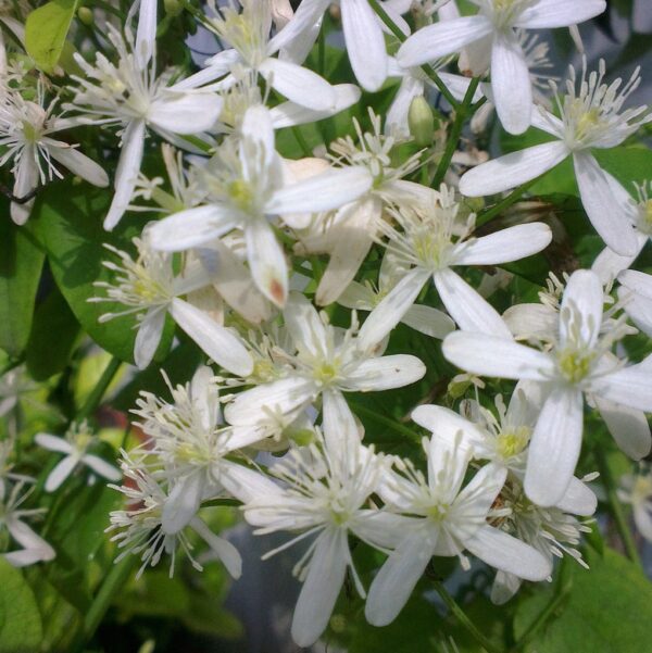 Клематис много ароматен и цъфти дълго - Clematis flammula