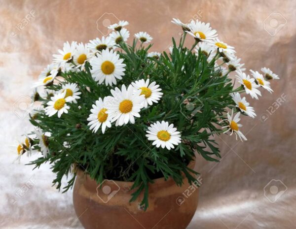 Маргаритка Сребърната принцеса компактна с безброй едри цветове - Leucanthemum silver princess