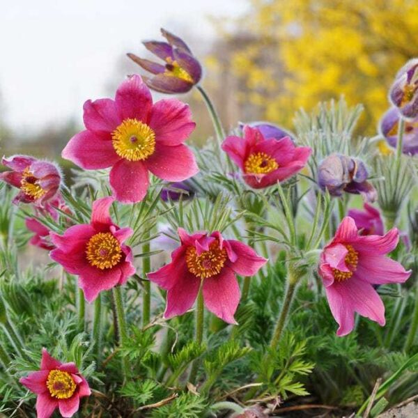 Анемоне пулсатила многогодишна червена съсънка за слънце и алпинеум - Anemone pulsatilla red