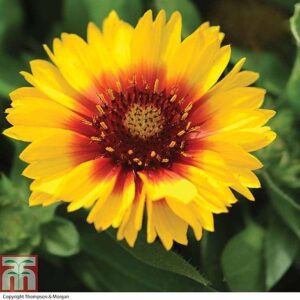 Гаилардия грандифлора за саксии и градини - Gaillardia Mesa Bicolor bright