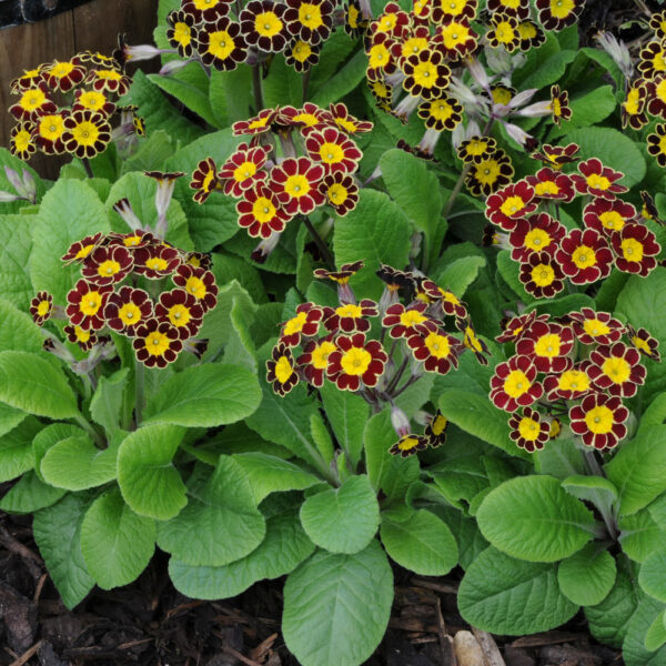 Многогодишна Примула златна дантела - Primula pubescens Gold lace