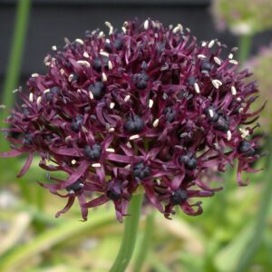 Алиум многогодишен за слънце тъмно лилав - Allium athropurpureum Miami