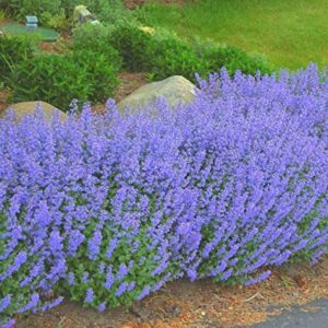 Непета медоносна многогодишна издържа на суша и прогонва вредители - Nepeta catmint