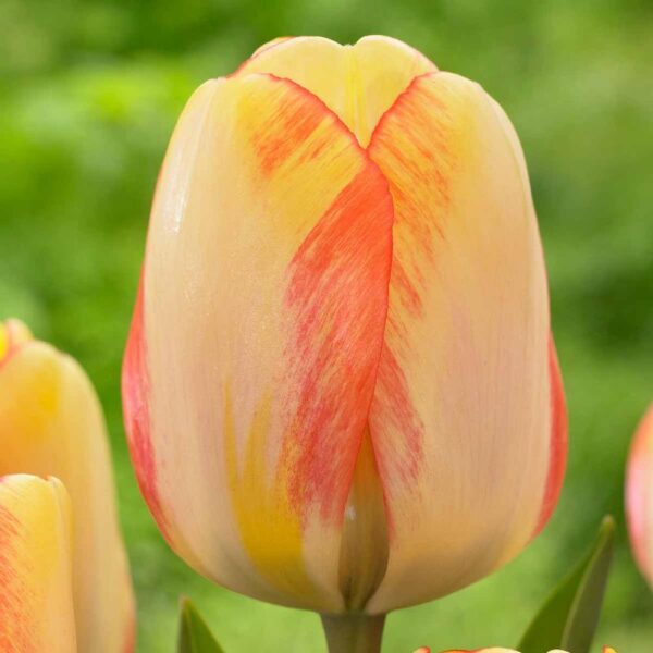 Лале Пролетна красота дарвинов хибрид не изчезващ през годините - Tulip beauty of spring