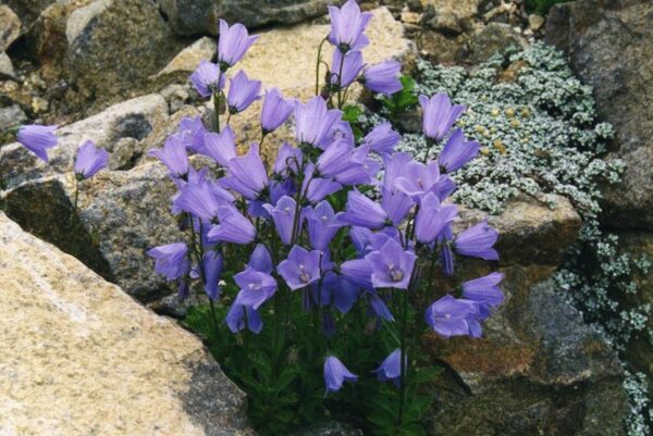 Кампанула чаровно красива почвопокривна и зимоустойчива за слънце - Campanula cochlearifolia Alpine breeze