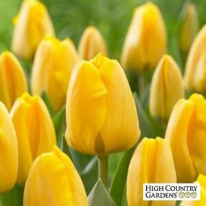 Лале многогодишно златото на Апелдорн - Tulip Golden Apeldoorn