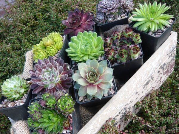 Семпервивум смес зимоустойчив почвопокривен дебелец - Sempervivum Hippie Chicks mix