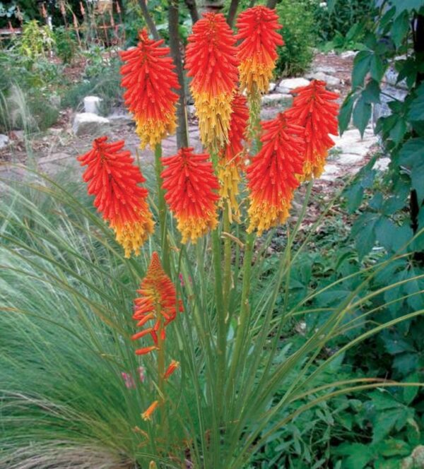 Книфофия многогодишен медоносен цъфтящ храст смес семена - Kniphofia uvaria mix