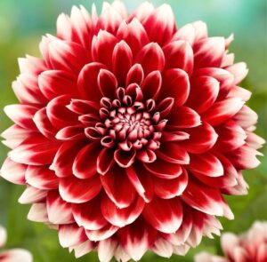 Далия снежна бура в червено и бяло - Dahlia red and white Fubuki