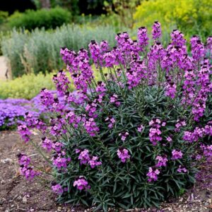 Шибой многогодишен ароматен тъмно лилава с височина 30 см- Erysimum linifolium lilac