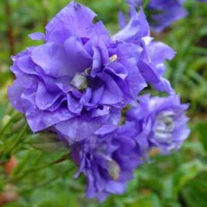 Кампанула кичеста синя -Campanula flore plena blue