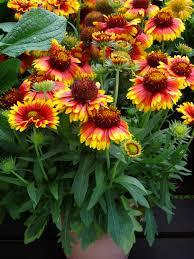 Гаилардия грандифлора за саксии и градини - Gaillardia Mesa Bicolor bright