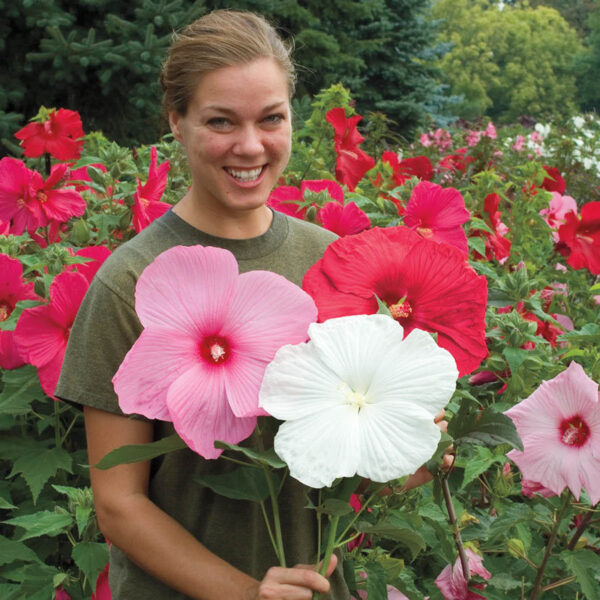 Хибискус с огромен 20 см цвят зимоустойчив засаден в саксия по избор - Hibiscus Luna