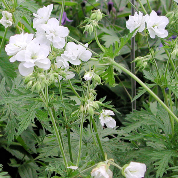 Кралят на гераниумите с бели цветове - geranium gurnsney white