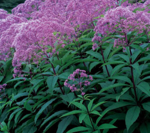 Еупаториум пурпурен многогодишен храст - Eupatorium maculatum