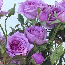 Роза храстовидна ароматна лилава в саксия - Rosa violet