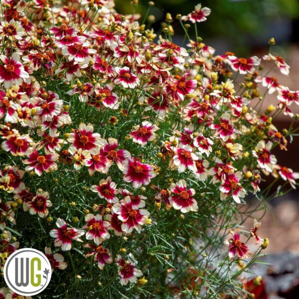 Кореопсис многогодишен бял с червено издържа на суша - Coreopsis red hot vanilla