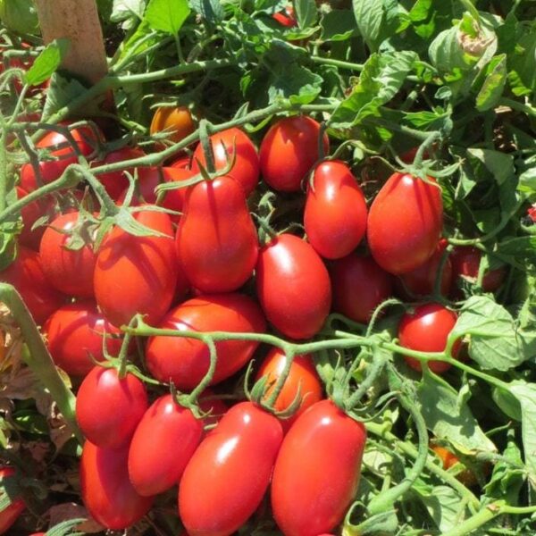 Домат Рома най-подходящ за консерви лютеници и пюре - Tomato Roma