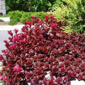 Седум многогодишен и зимоустойчив прави килим - Sedum spurium Woodoo