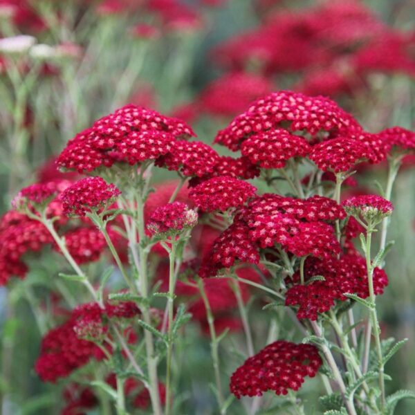 Ахилея Червена устойчива на суша и жега с безкраен цъфтеж - Achillea milefolium red velvet