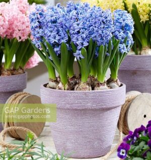 Ароматен зюмбюл синя вода не изчезва - Hyacinthus Aqua