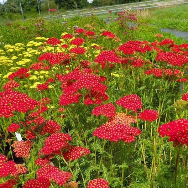 Ахилея зимоустойчив храст за слънце с изобилен цъфтеж - Achillea Paprika