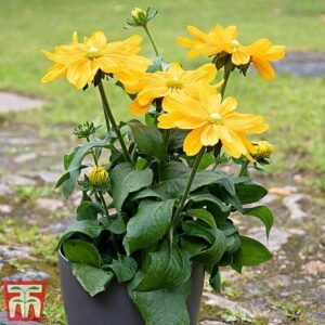 Рудбекия Амарило голд подходяща и за ТЕРАСИ - Rudbeckia hirta Amarillo gold